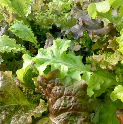 many types of lettuce, some green, others red - the gourmet mix varies seasonally