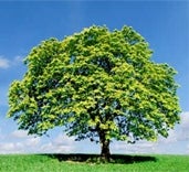 New Concentration Option Will Prepare Georgia Southern University Students for Global Sustainability Movement