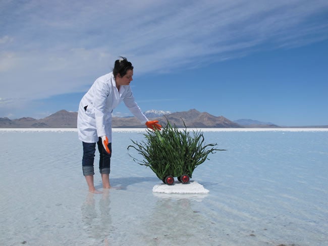 Artists to Use Satire for Serious Conversation on Sustainable Agriculture