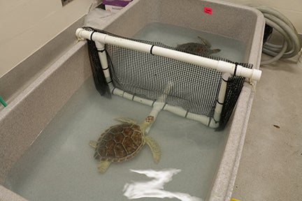 Georgia Southern provides shelter to animals from Georgia Sea Turtle Center