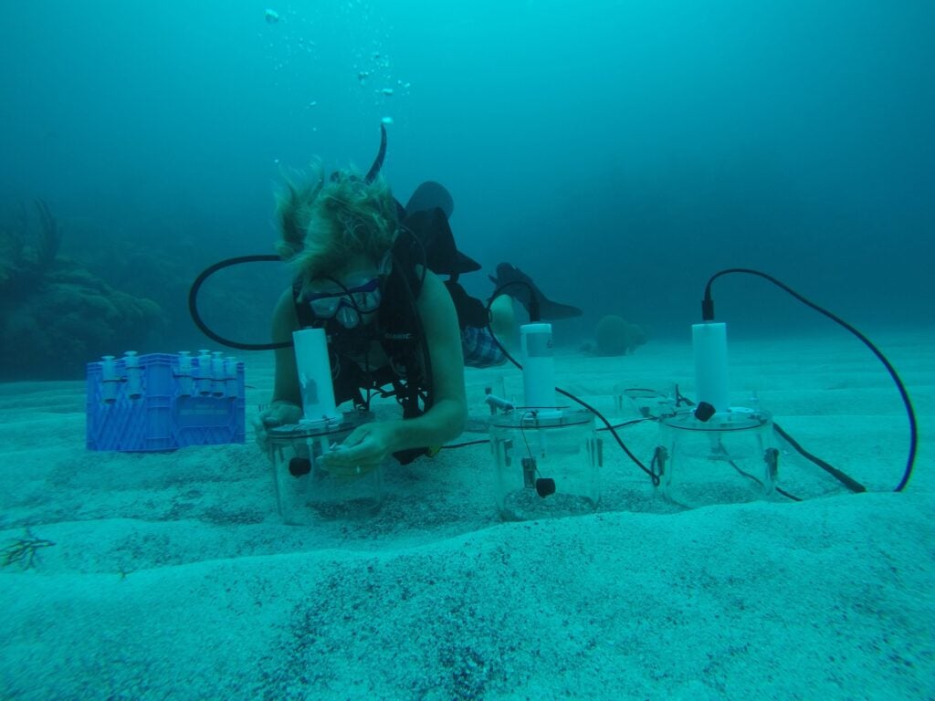Getting in the weeds: Georgia Southern receives $250K grant for seagrass and climate change research