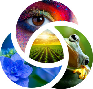 A logo symbolizing the one health approach that aims to balance the health of humans, animals, plants and the environment.
