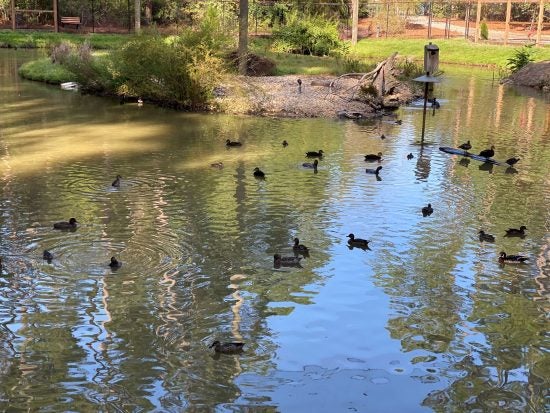 Waterfowl Pond