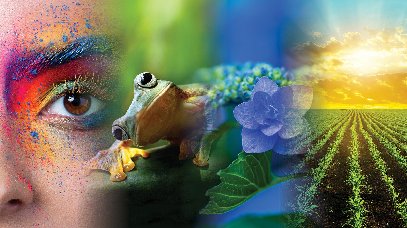 A collage of a human, a frog, a flower and a field of corn, representing the four aspects of the one health initiative.