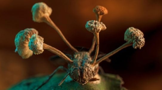 Fungal spores growing