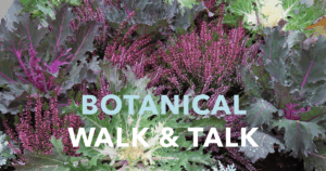 A collection of winter-growing vegetables like kale.