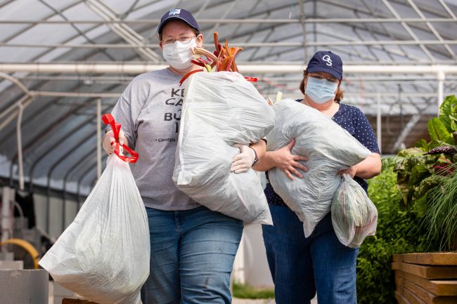 SARC curator Brigette Brinton, Ph.D., loads up produce from the aquaponics farm with Cheryl Ciucevich, Ph.D., director of development for the College of Science and Mathematics, to be donated to America's Second Harvest of Coastal Georgia.
