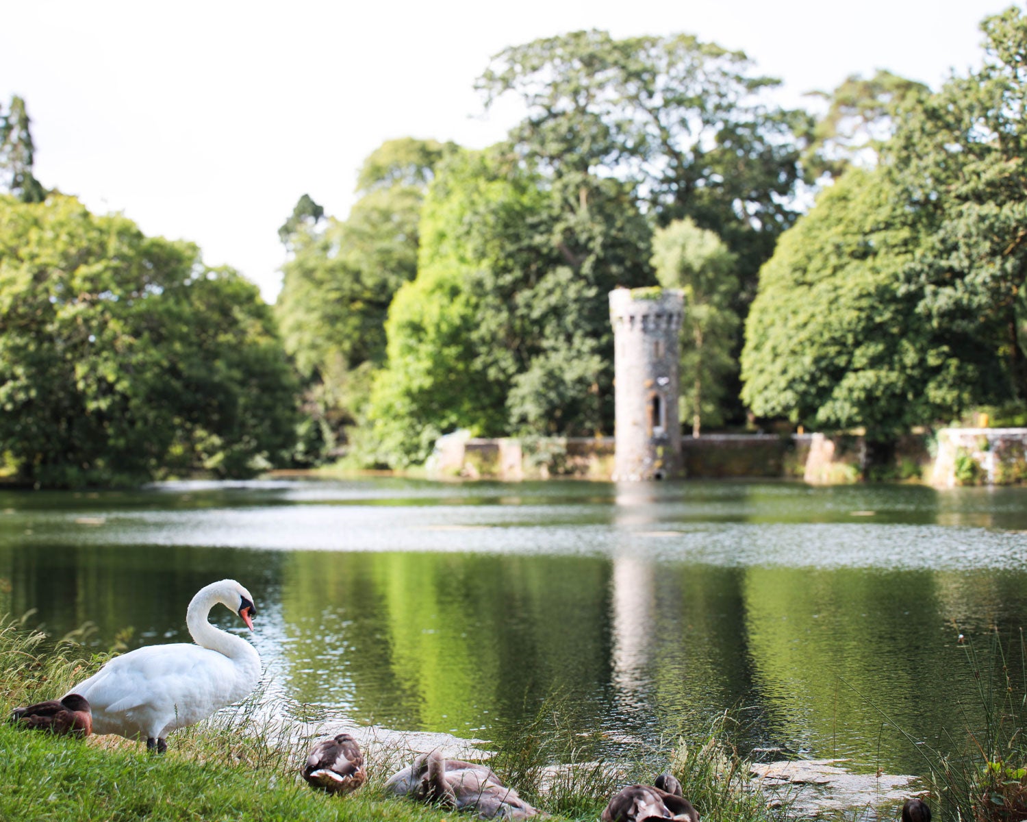 Lake with small castle tower in the background, lush green trees all around and swans in the foreground.