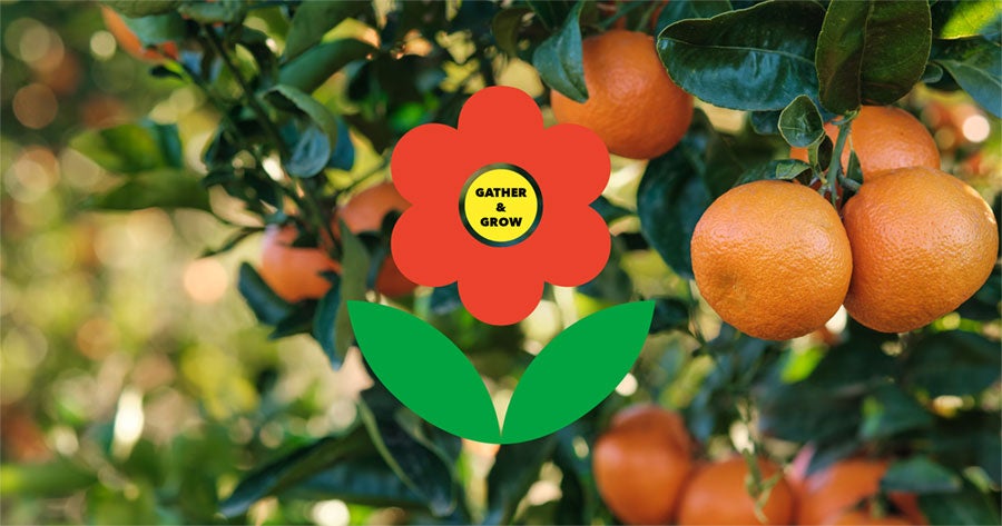 Gather and Grow, Picture of oranges