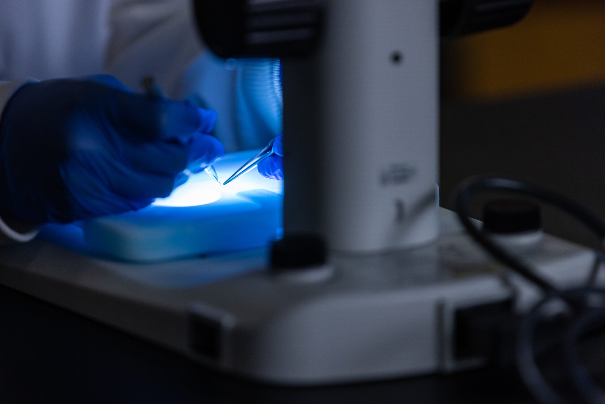 A closeup image of a person wearing gloves while manipulating the slide on a microscope