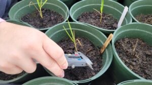 A closeup image of a hand holding a measuring device to check the thickness of a Spartina grass seedling.