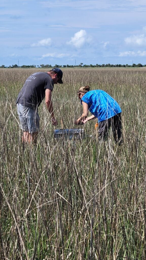 Two people bend over a rectangular field kit in a tall grassy marsh under a blue sky.