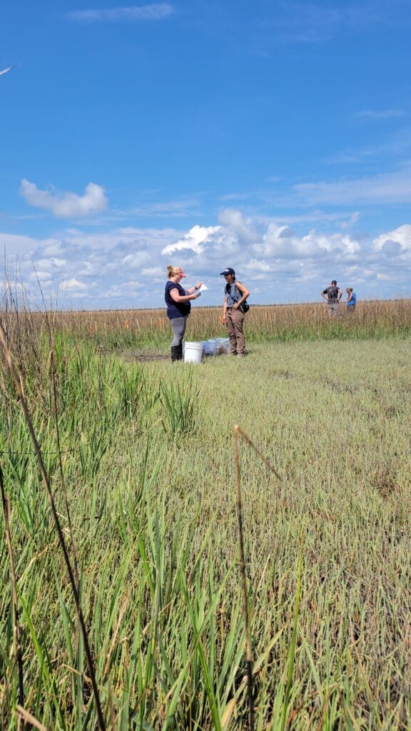Four researchers stand among waist-high marsh grass.