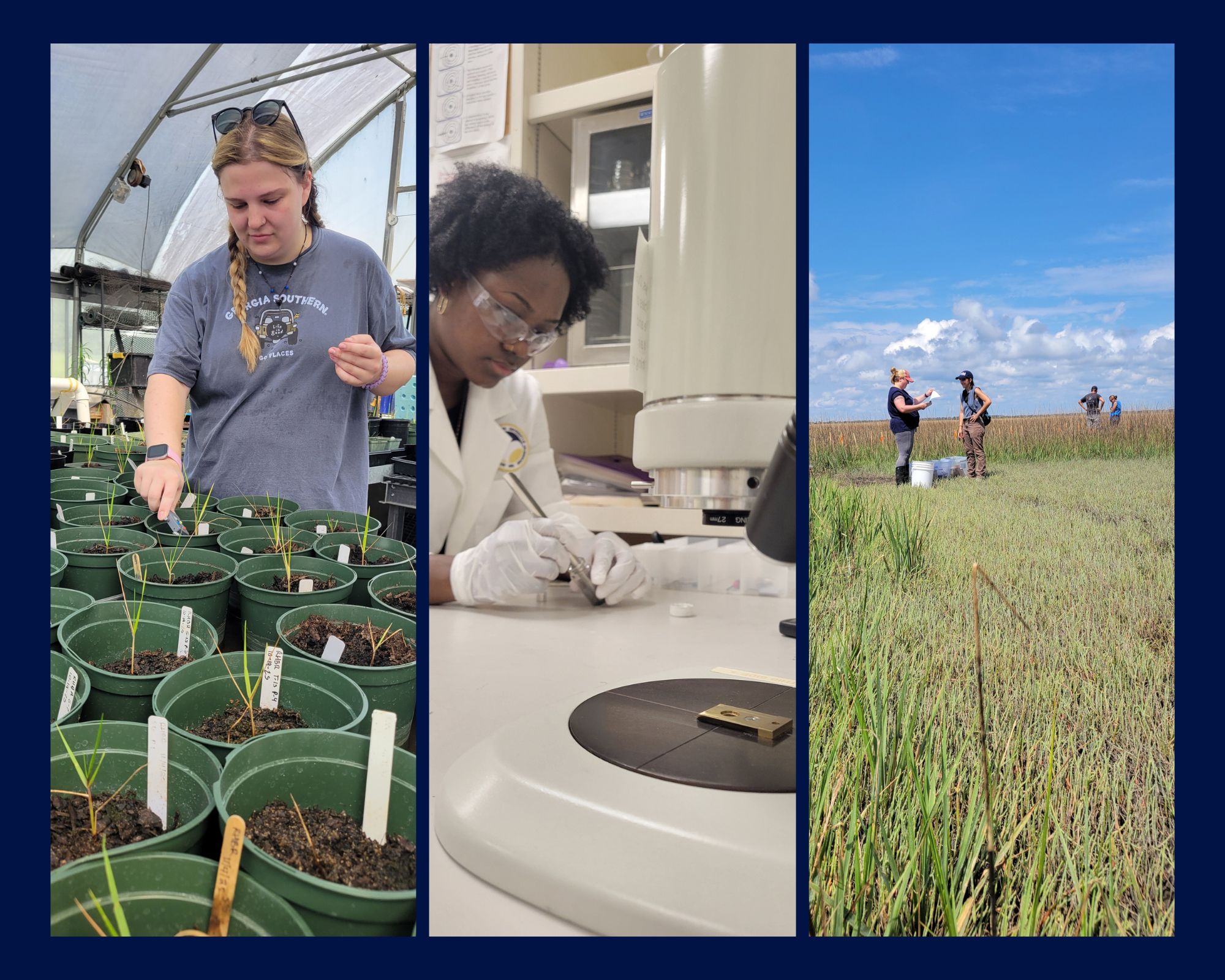 A three photo collage shows a student working with plants in a greenhouse, a student working with a microscope in a lab and students standing in a saltmarsh