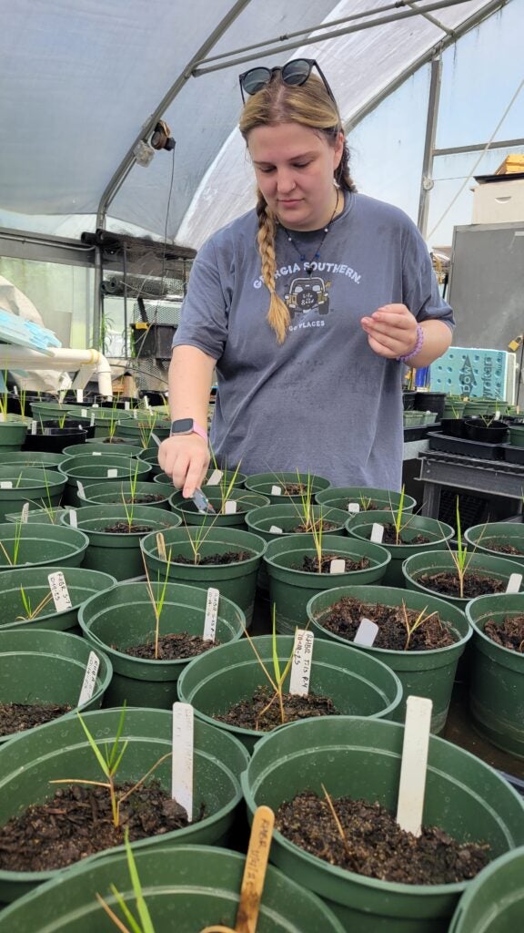 Person with braided hair and sunglasses on head tending dozens of potted seedlings in a greenhouse, using small clippers on a young plant among labeled pots.