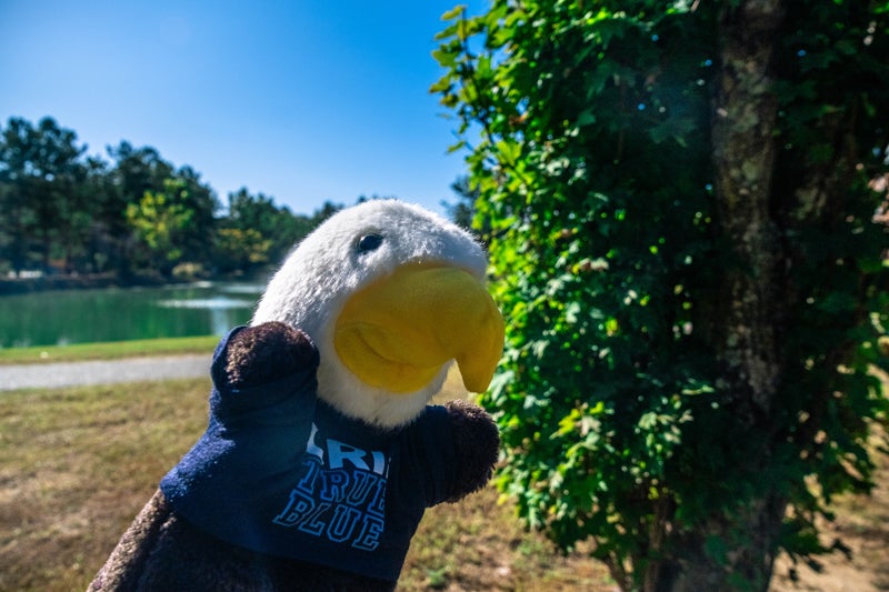 Close-up of a stuffed white-headed eagle wearing a blue shirt, outdoors in a sunny park by a lake.